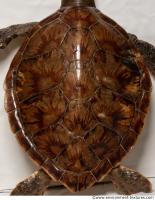 turtle skin 0001